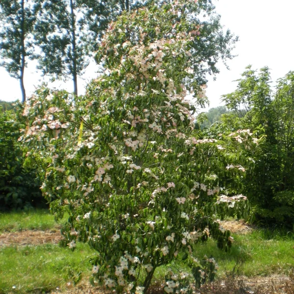Cornus kousa 'Julian' – dřín japonský 'Julian'