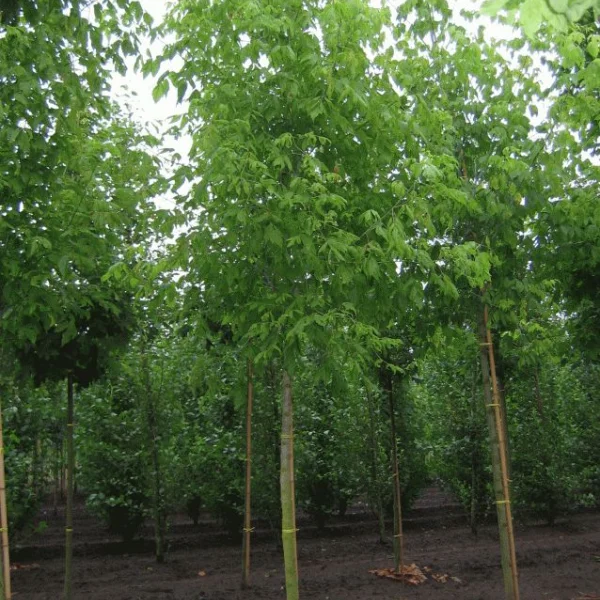 Acer negundo – javor jasanolistý