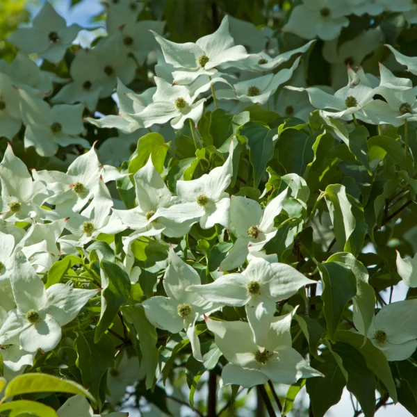 Cornus kousa 'Milky Way' – japonský dřín 'Milky Way'