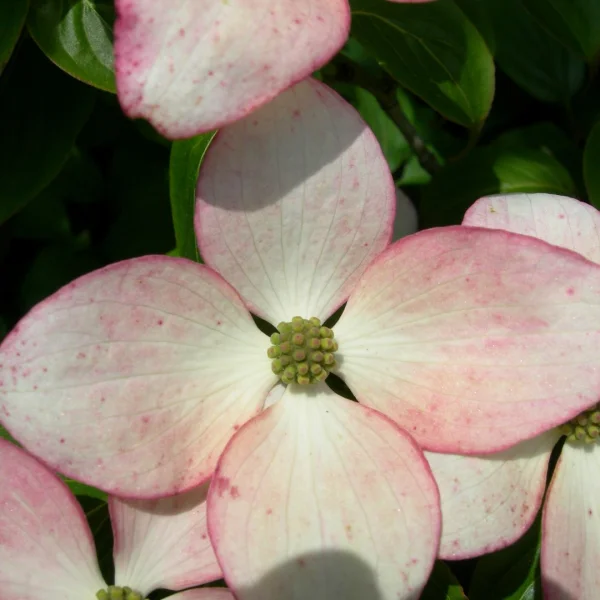 Cornus kousa 'Satomi' – dřín japonský 'Satomi'
