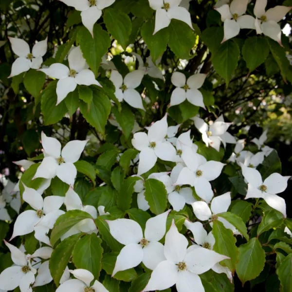 Cornus kousa 'Summer Stars' – dřín japonský 'Summer Stars'