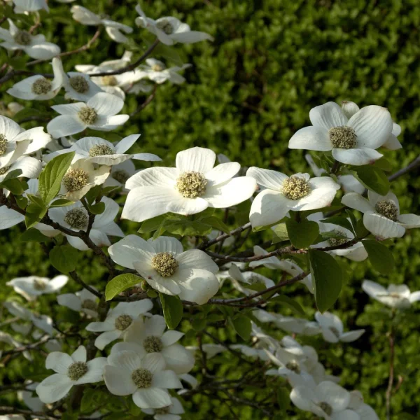 Cornus nuttallii 'Monarch' – dřín Nuttelův 'Monarch'