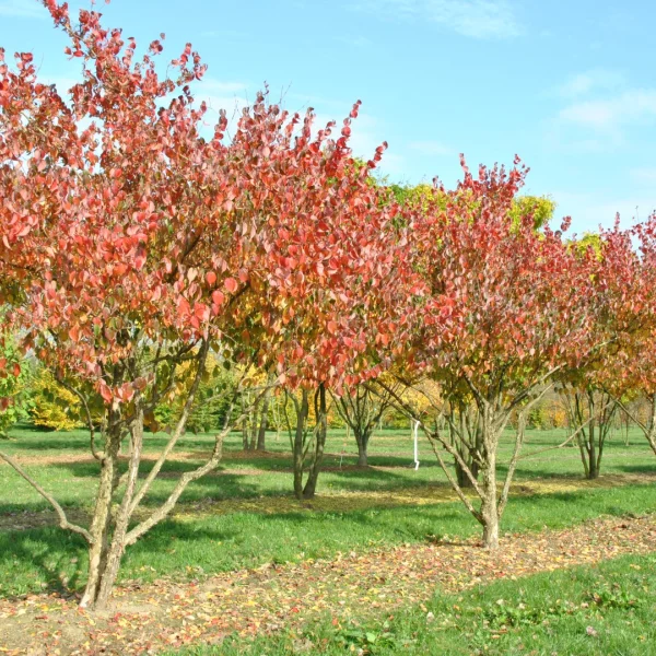 Cornus officinalis – dřín lékařský