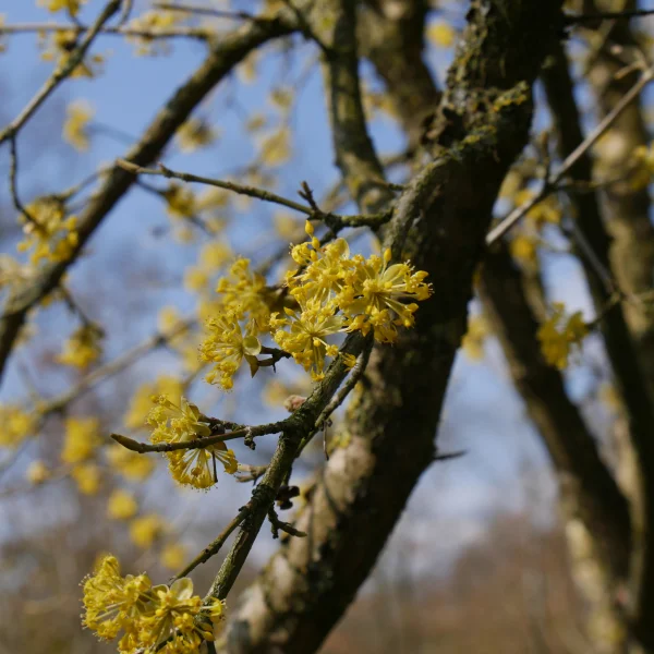 Cornus officinalis 'Robin's Pride' – dřín lékařský 'Robin's Pride'