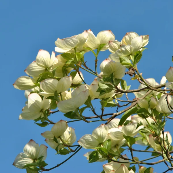 Cornus 'Eddie's White Wonder' – svída sporná 'Eddie's White Wonder'