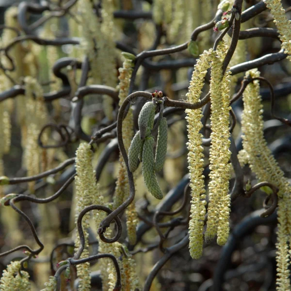 Corylus avellana 'Contorta' – líska obecná 'Contorta'