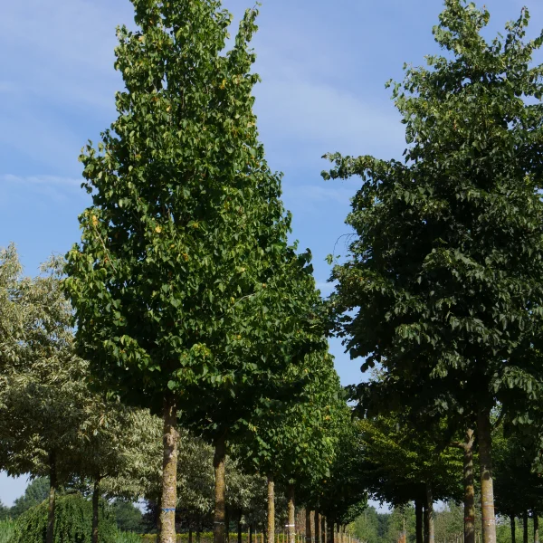 Corylus colurna TREEVOLUTION® 'VDB Obelisk' – líska turecká 'VDB Obelisk'