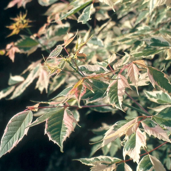 Acer negundo 'Flamingo' – javor jasanolistý 'Flamingo'