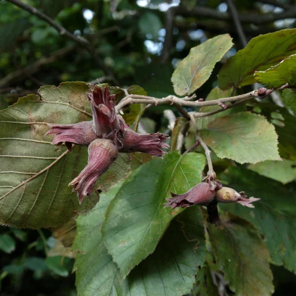 Corylus maxima 'Purpurea' – líska největší ‘Purpurea’