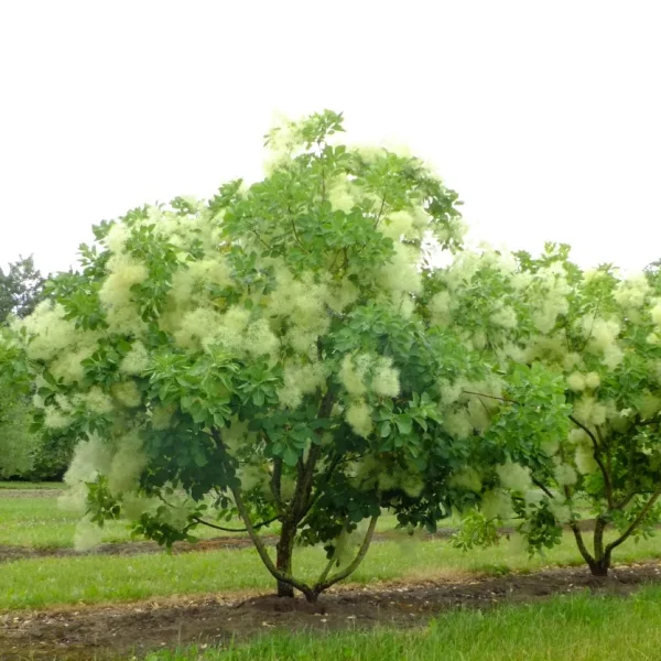 Cotinus coggygria – ruj vlasatá