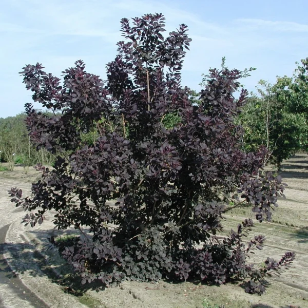 Cotinus coggygria 'Royal Purple' – ruj vlasatá 'Royal Purple'