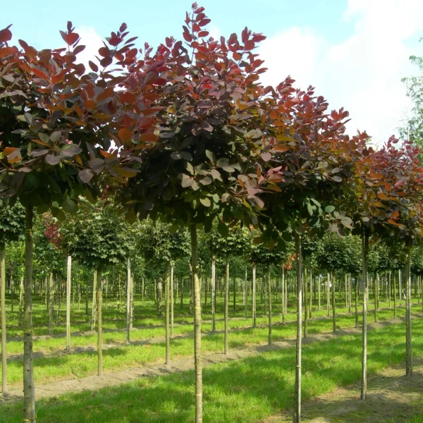 Cotinus 'Grace' – ruj vlasatá 'Grace'