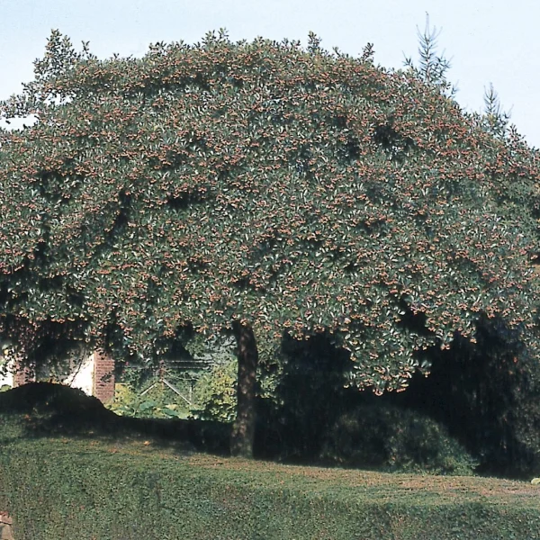 Crataegus crus-galli 'Salicifolia' – hloh kuří noha 'Salicifolia'