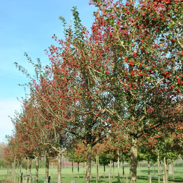 Crataegus ×grignonensis – hloh zubatý