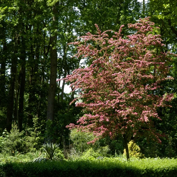 Crataegus ×media 'Paul's Scarlet' – hloh obecný 'Paul's Scarlet'