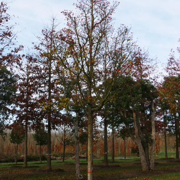 Crataegus ×lavalleei – hloh Lavallův