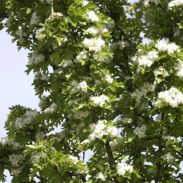 Crataegus monogyna 'Stricta' – hloh jednosemenný 'Stricta'