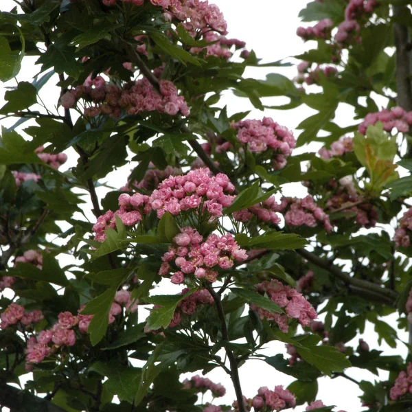 Crataegus ×mordenensis 'Toba' – hloh mordenský 'Toba'