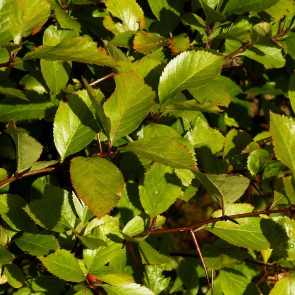 Crataegus ×persimilis – hloh slivoňolistý