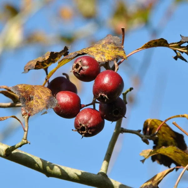 Crataegus punctata 'Ohio Pioneer' – hloh tečkovaný 'Ohio Pioneer'