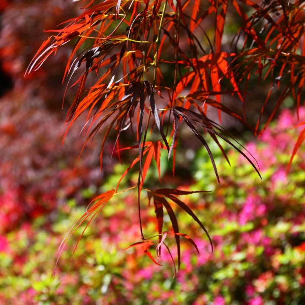 Acer palmatum 'Atrolineare' – javor dlanitolistý 'Atrolineare'