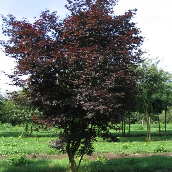 Acer palmatum 'Atropurpureum' – javor dlanitolistý 'Atropurpureum'