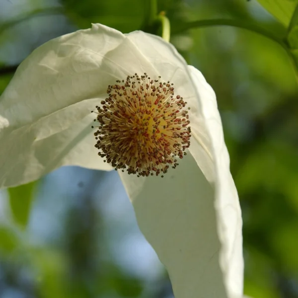 Davidia involucrata var. vilmoriniana – davidie listenová var. vilmoriniana
