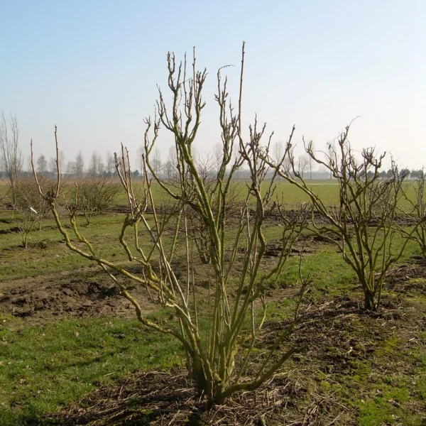 Decaisnea fargesii – dekaisnea Fagesova