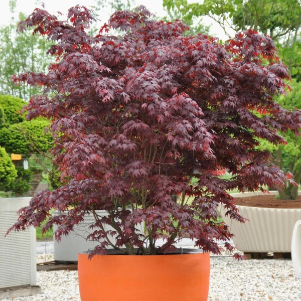 Acer palmatum 'Bloodgood' – javor dlanitolistý 'Bloodgood'