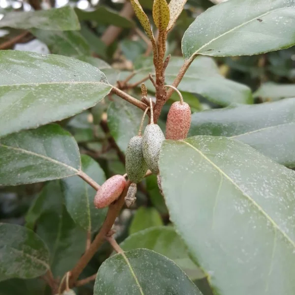 Elaeagnus ebbingei – hlošina Ebbingeova