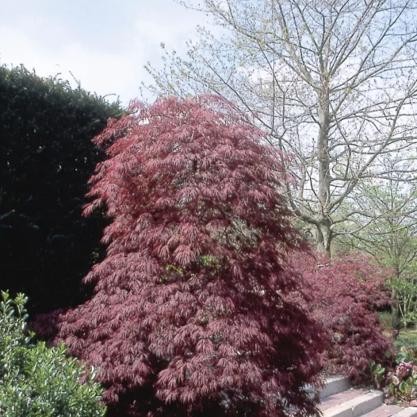 Acer palmatum 'Crimson Queen' – javor dlanitolistý 'Crimson Queen'