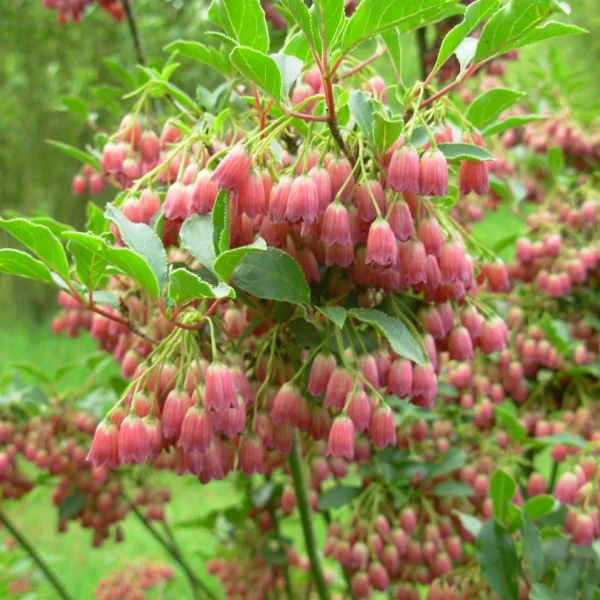 Enkianthus campanulatus – datyně zvonkovitá