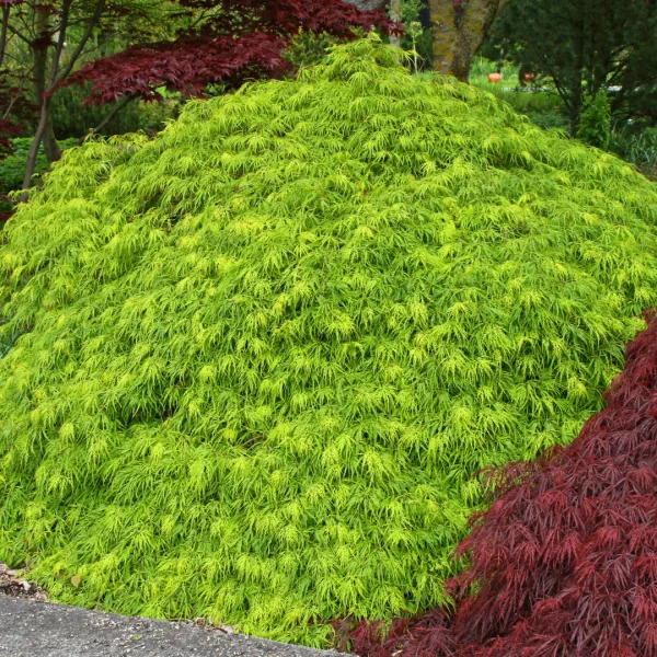 Acer palmatum 'Dissectum' – javor dlanitolistý 'Dissectum'