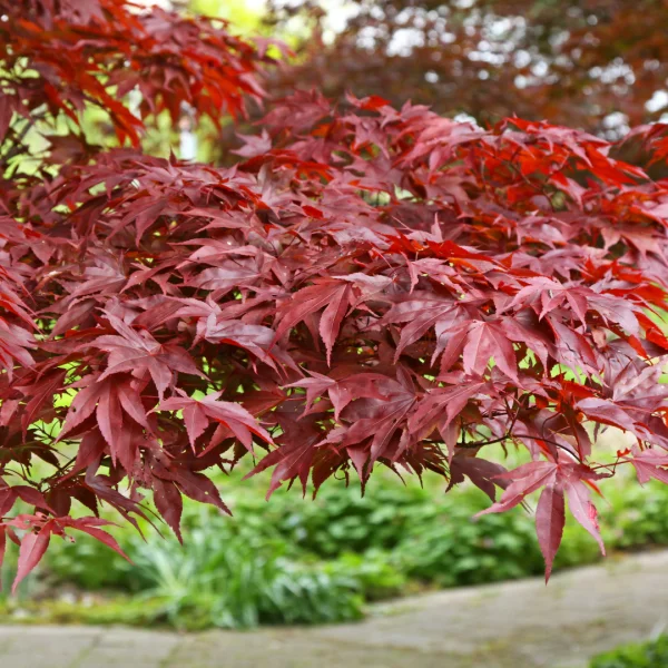 Acer palmatum 'Fireglow' – javor dlanitolistý 'Fireglow'