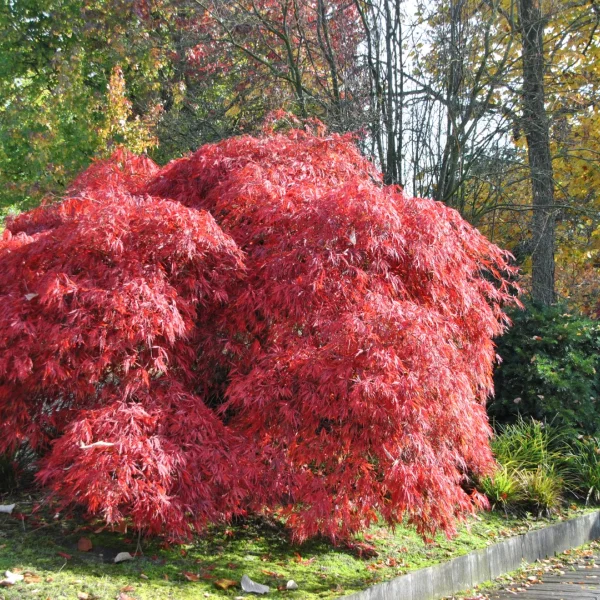 Acer palmatum 'Garnet' – javor dlanitolistý 'Garnet'