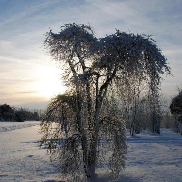 Acer palmatum 'Green Lace' – javor dlanitolistý 'Green Lace'