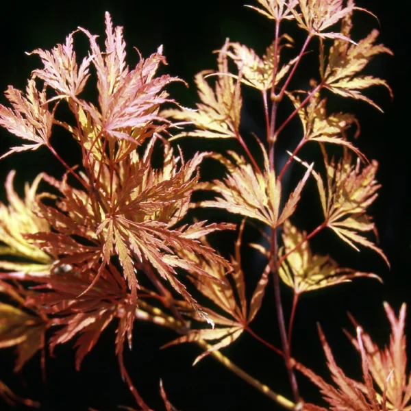 Acer palmatum 'Red Autumn Lace' – javor dlanitolistý 'Red Autumn Lace'
