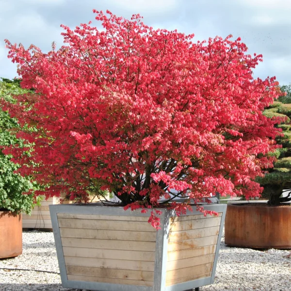 Euonymus alatus – brslen křídlatý