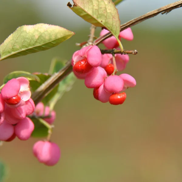 Euonymus europaeus – brslen evropský