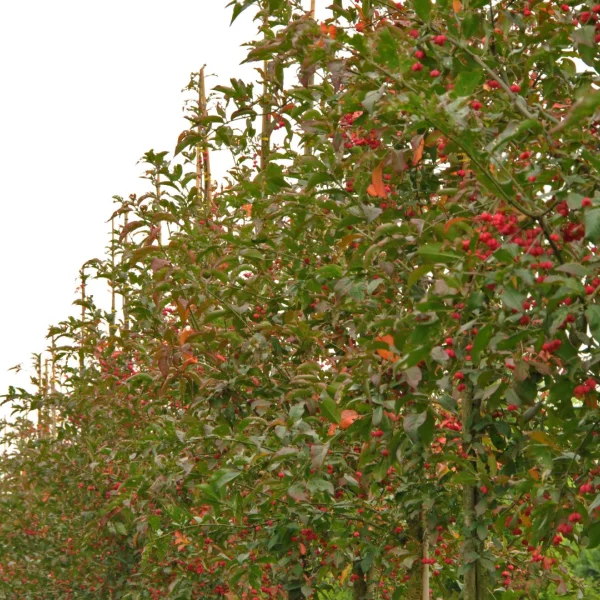 Euonymus europaeus 'Red Cascade' – Euonymus europaeus 'Red Cascade'