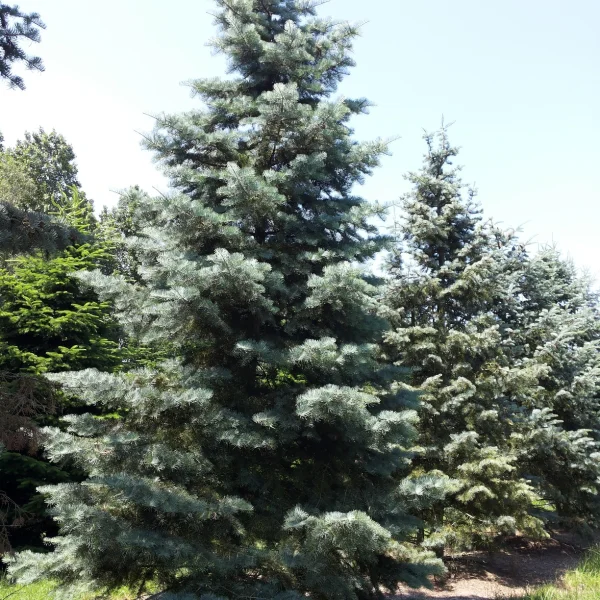 Abies concolor – jedle ojíněná