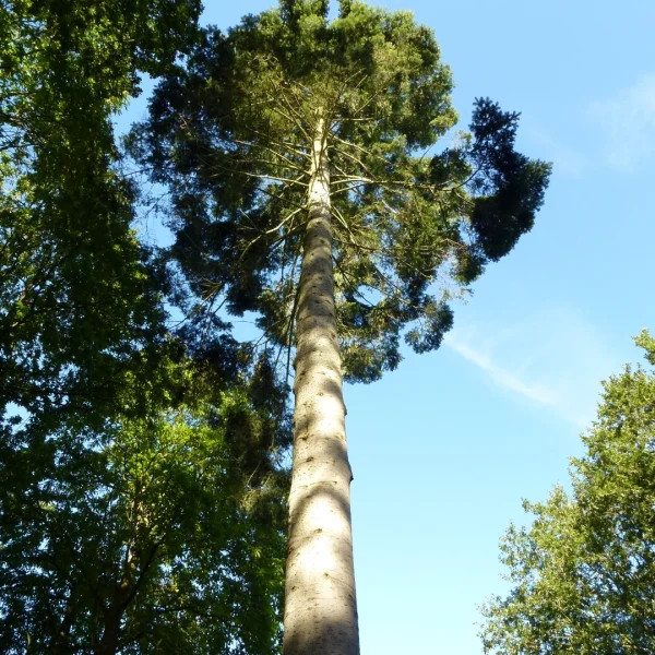 Abies grandis – jedle obrovská