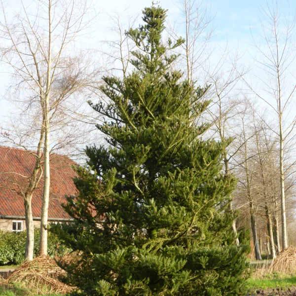 Abies koreana – jedle korejská