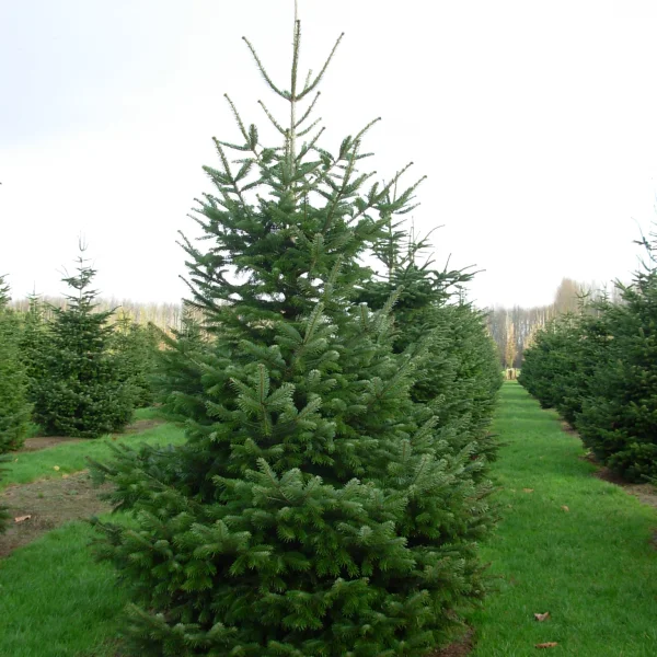 Abies nordmanniana – jedle kavkazská