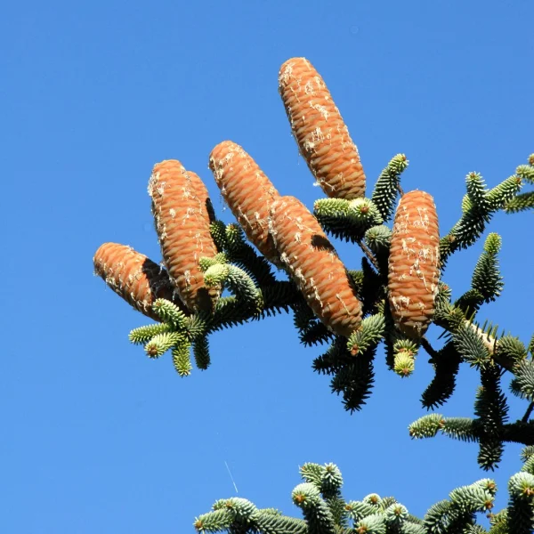 Abies pinsapo – jedle španělská