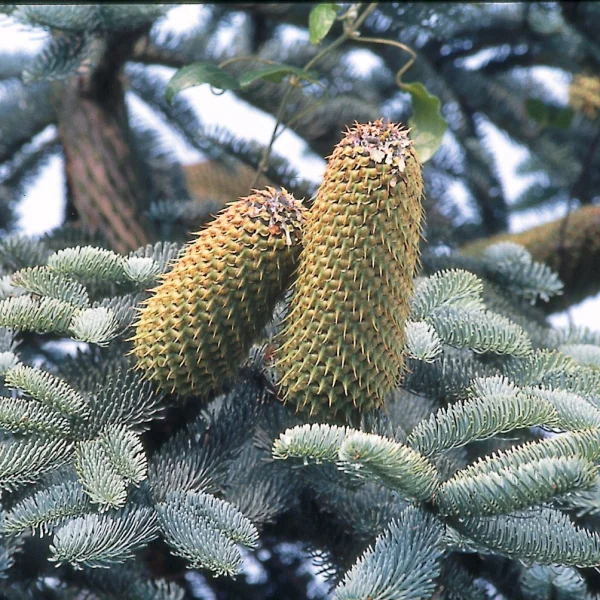 Abies procera 'Glauca' – jedle vznešená 'Glauca'