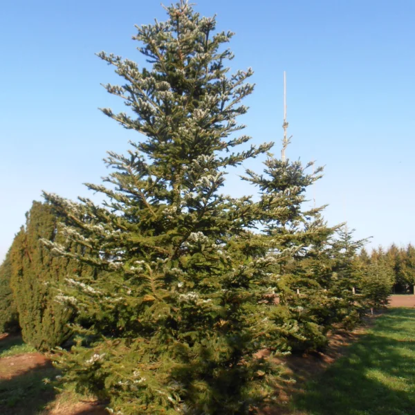 Abies veitchii – jedle Veitchova