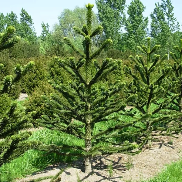 Araucaria araucana – blahočet chilský