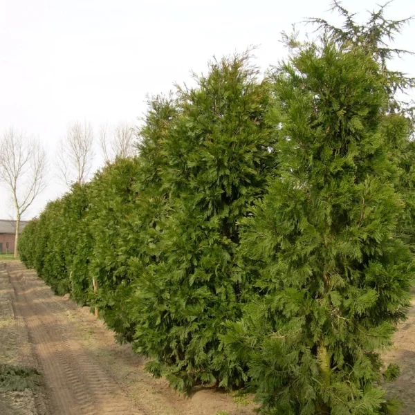 Calocedrus decurrens – pazerav sbíhavý