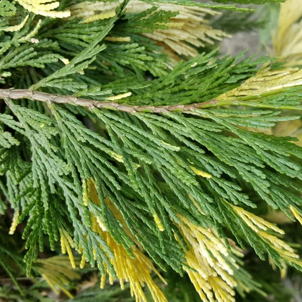 Calocedrus decurrens 'Aureovariegata' – kalifornský bílý cedr